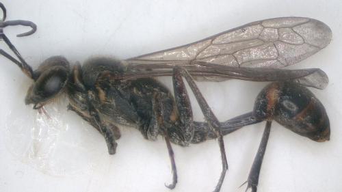 Réf. 287 715 : Sceliphron curvatum